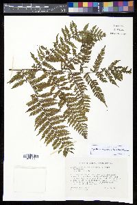 Cyathea tenera image