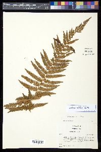 Cyathea villosa image