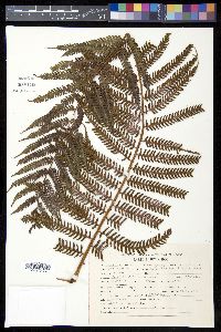 Cyathea tuerckheimii image