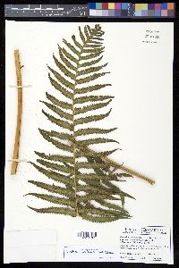 Cyathea wilsonii image