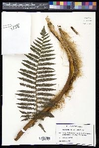 Sphaeropteris brunei image