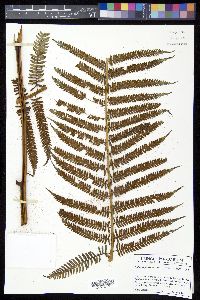 Sphaeropteris brunei image