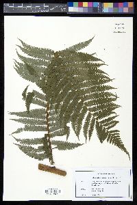 Sphaeropteris horrida image