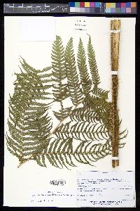 Sphaeropteris horrida image