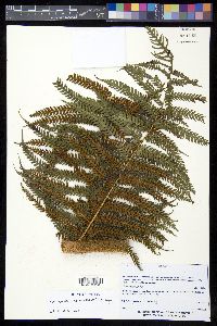 Sphaeropteris horrida image
