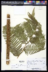 Sphaeropteris horrida image