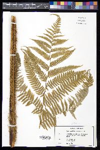 Sphaeropteris horrida image
