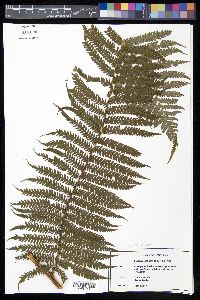 Sphaeropteris horrida image