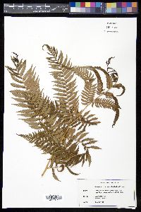 Sphaeropteris myosuroides image