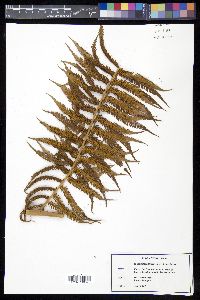 Sphaeropteris myosuroides image