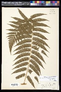 Sphaeropteris myosuroides image
