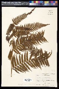 Sphaeropteris myosuroides image