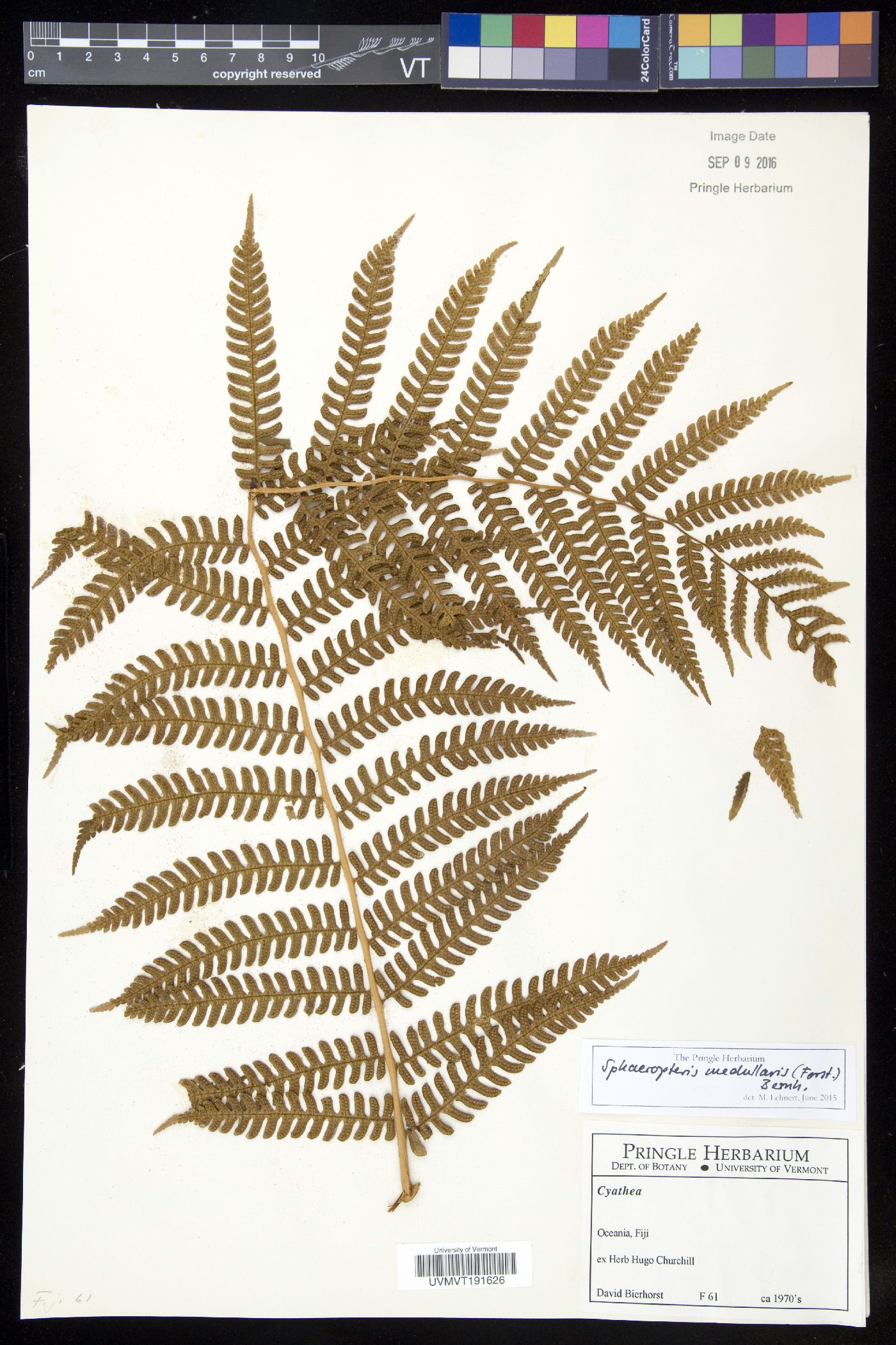 Cyathea medullaris image