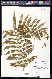 Cyathea medullaris image