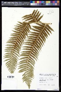 Cyathea medullaris image