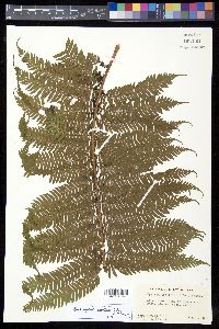 Cyathea lepifera image