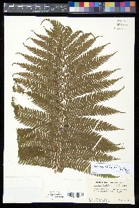 Cyathea lepifera image