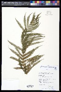 Cyathea lepifera image