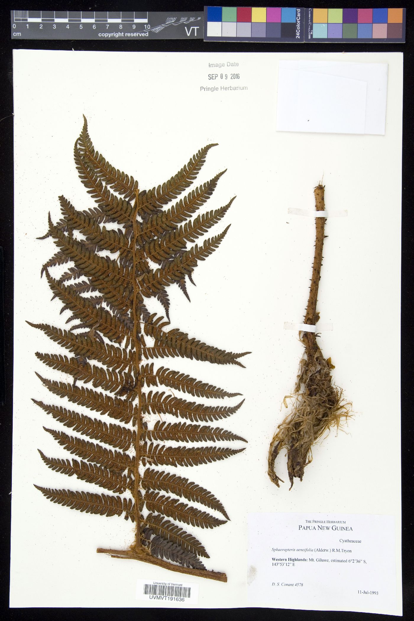 Sphaeropteris aeneifolia image