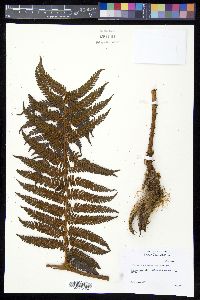 Sphaeropteris aeneifolia image