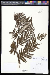 Sphaeropteris aeneifolia image