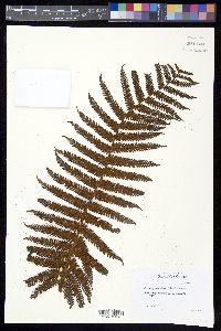 Sphaeropteris aeneifolia image