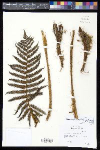 Sphaeropteris aeneifolia image