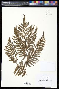Sphaeropteris aeneifolia image