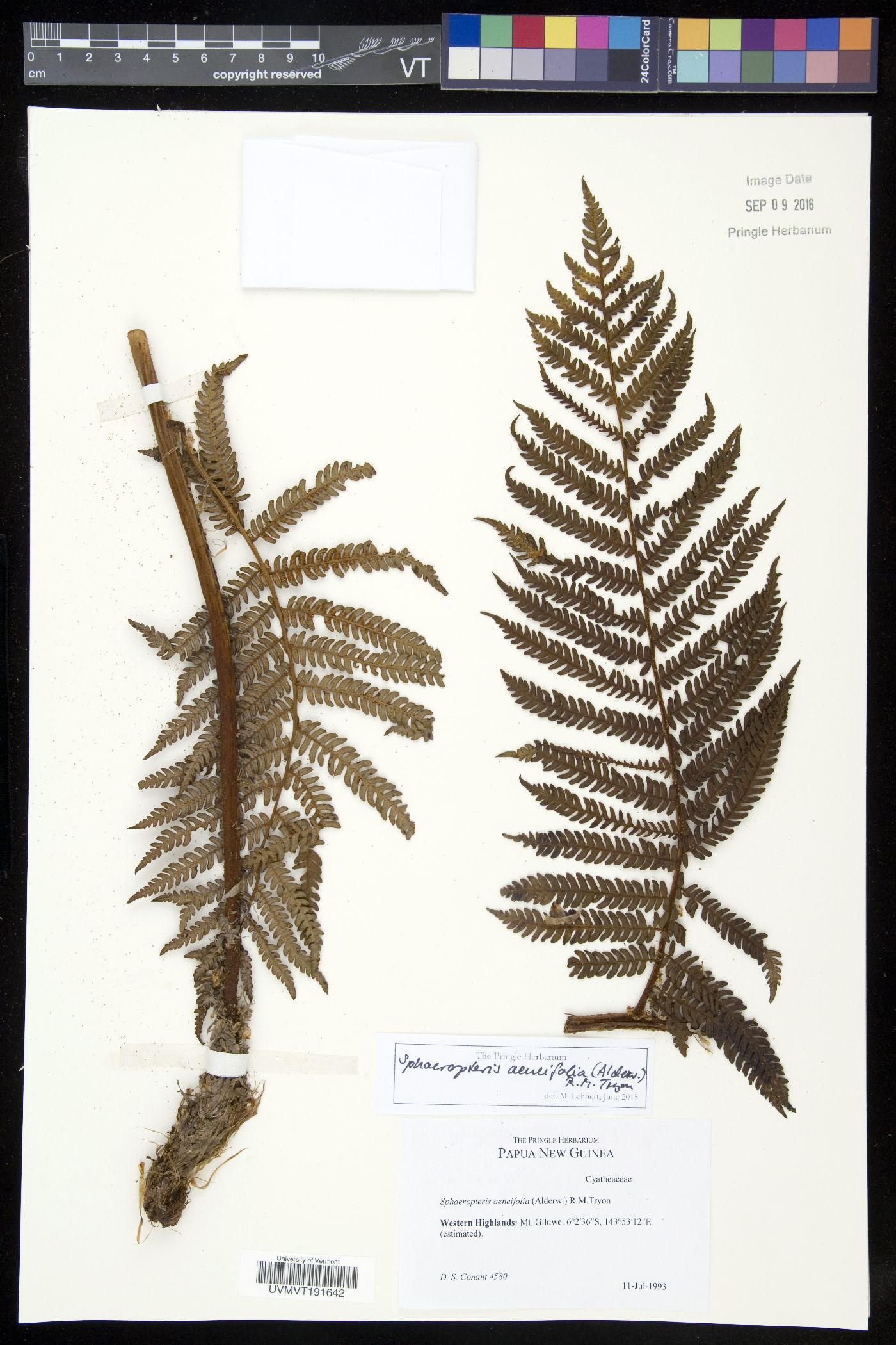 Sphaeropteris aeneifolia image