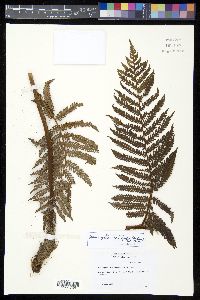 Sphaeropteris aeneifolia image
