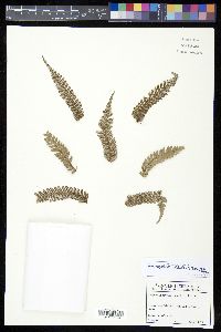 Cyathea albifrons image