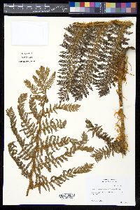 Cyathea tomentosissima image