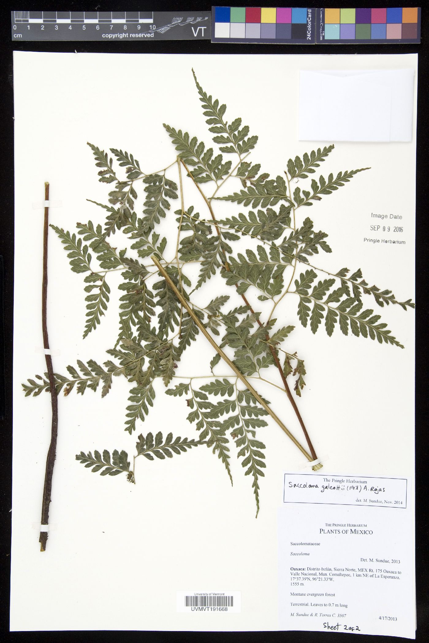 Saccoloma galeottii image