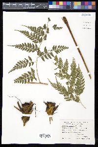 Saccoloma inaequale image