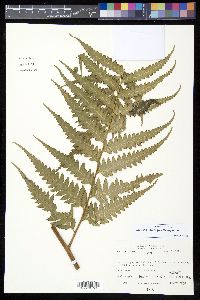 Saccoloma domingense image
