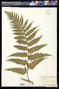 Saccoloma domingense image