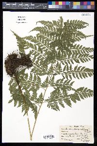 Saccoloma domingense image