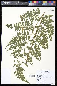 Saccoloma inaequale image