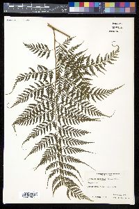Saccoloma inaequale image