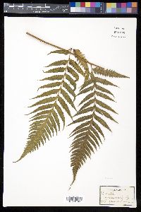 Saccoloma inaequale image