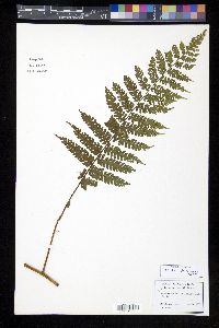 Cyathea caracasana image