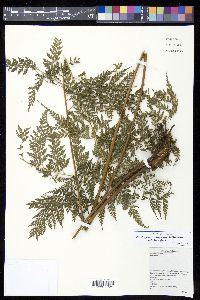 Orthiopteris campylura image