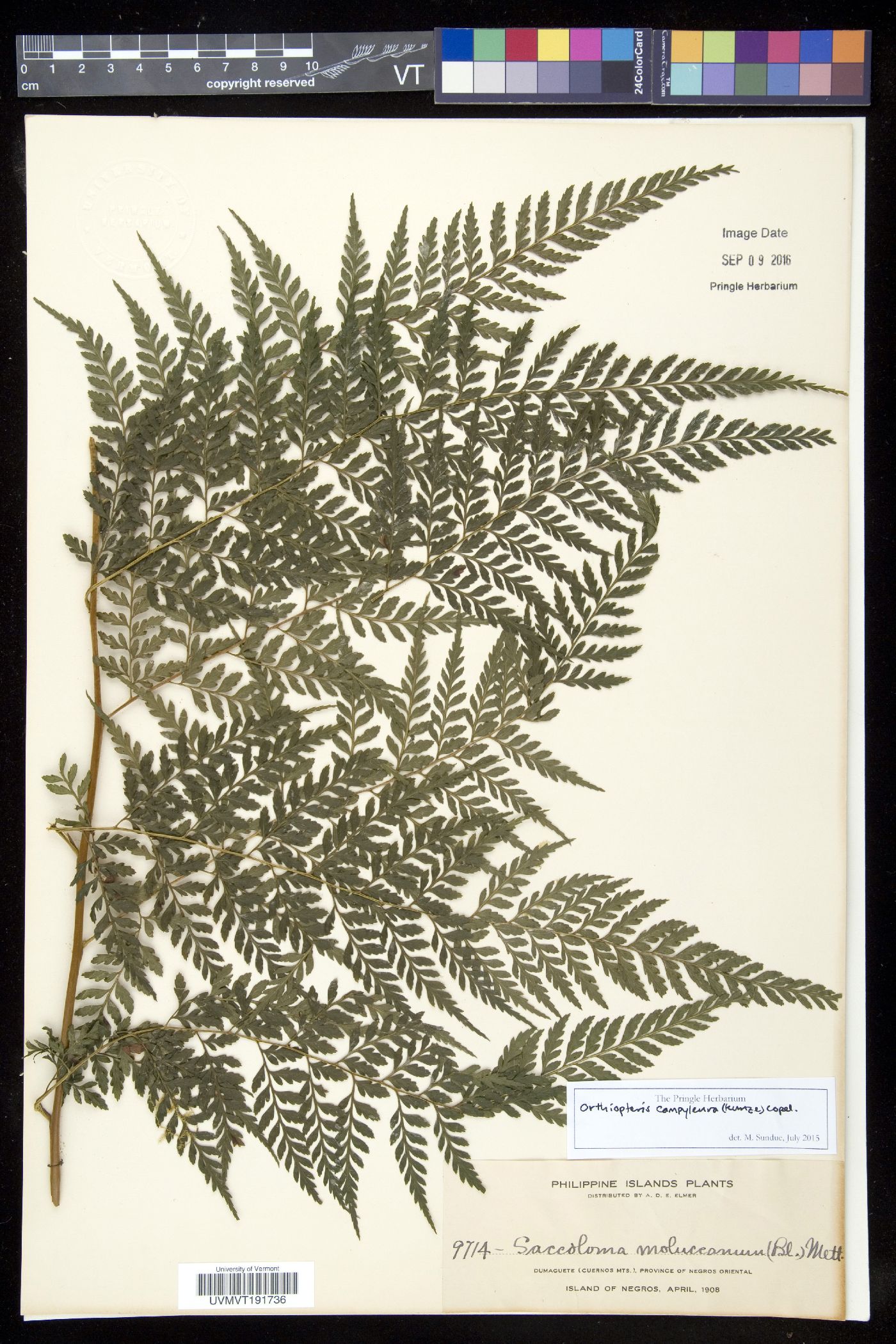 Orthiopteris image