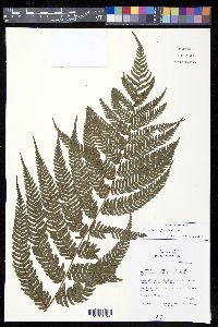 Saccoloma sorbifolium image