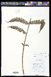 Saccoloma sorbifolium image