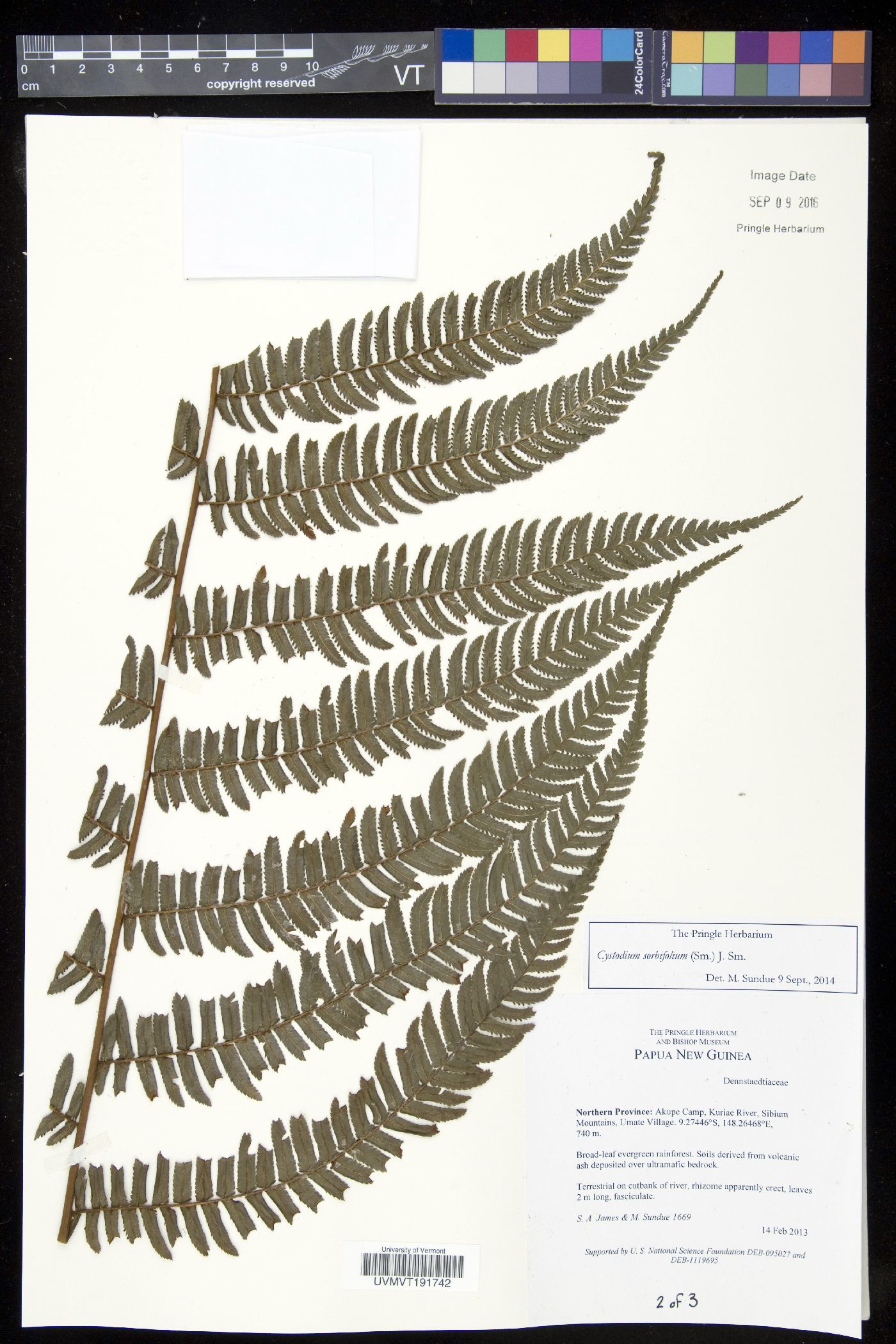 Saccoloma sorbifolium image