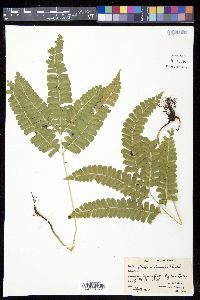 Lindsaea lancea image