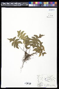 Lindsaea falcata image
