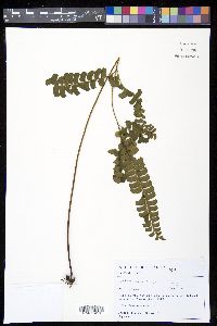 Lindsaea lancea image
