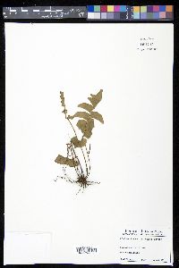 Lindsaea falcata image